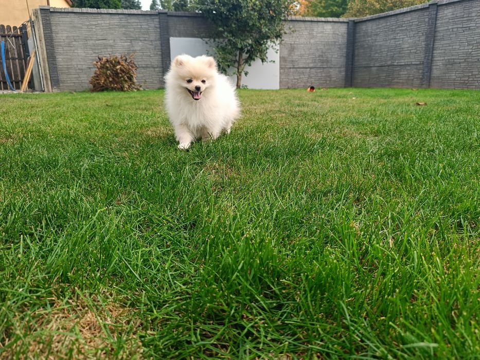 Pomeranian – piękna kremowa suczka