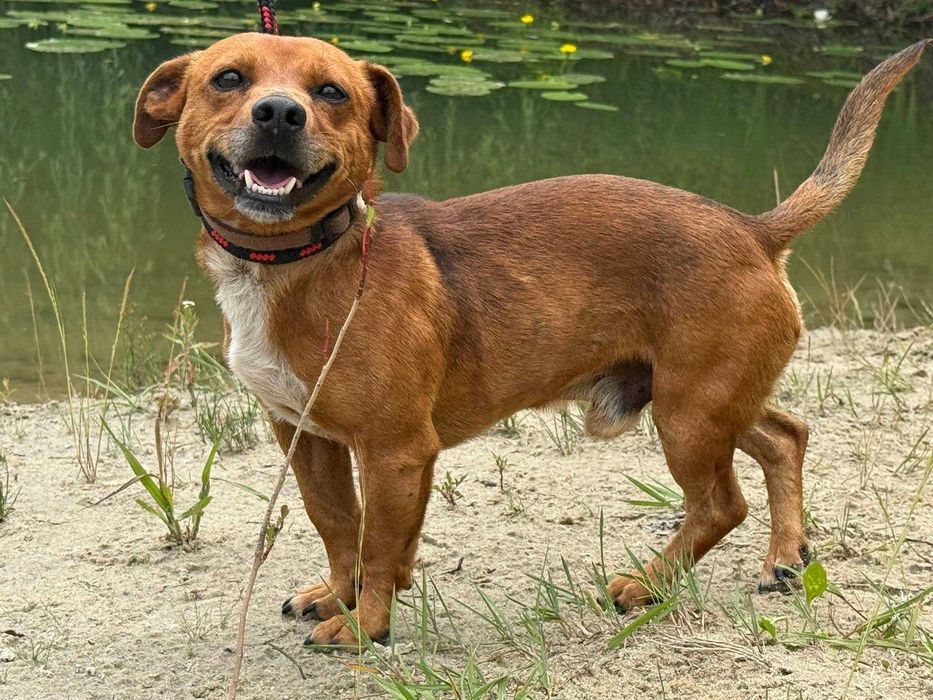 Jamiś - drobny, uśmiechnięty psiak w typie jamnika do adopcji