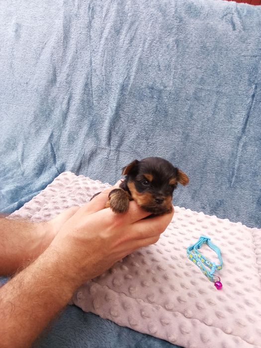 Yorkshire terrier piesek