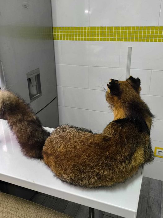 Raposa Embalsamada Bastante Real