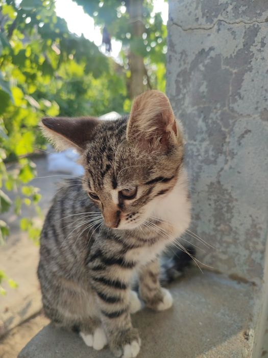 Отдам котят в хорошие руки.