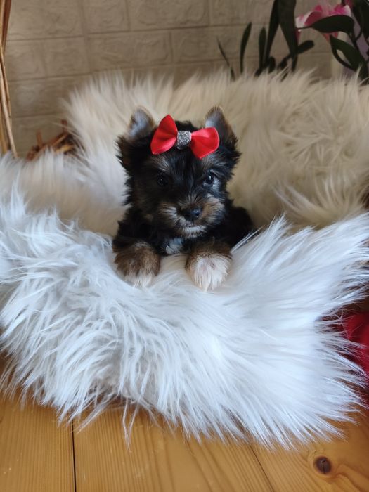 Yorkshire terrier śliczna dziewczynka