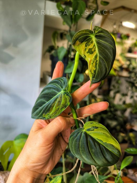 13 scindapsusow i Philodendron Melanochrysum variegata filodendron melanochryzum