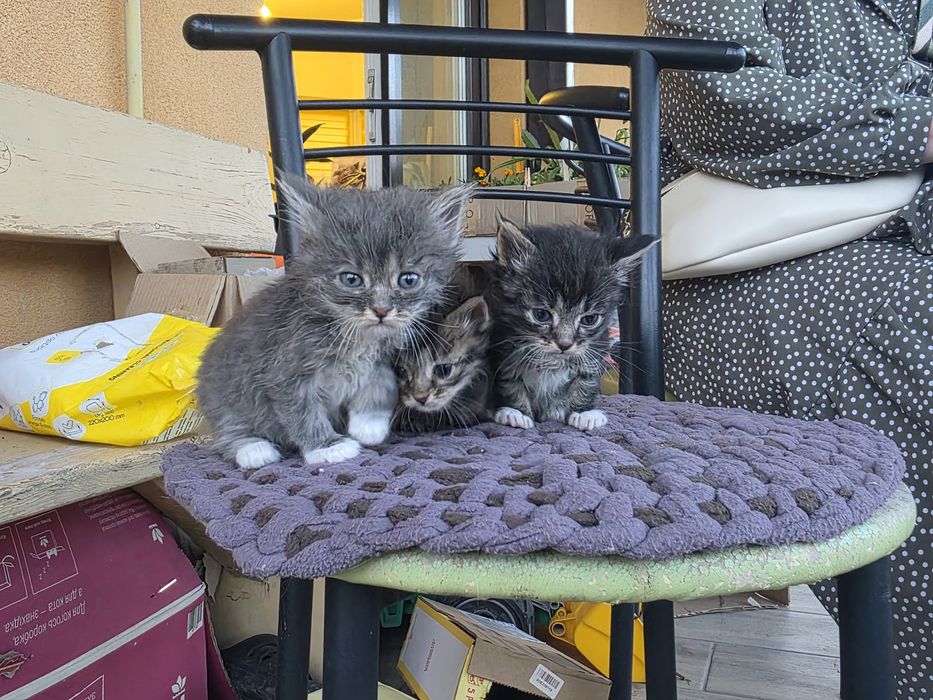 Підкинуті кошенята
