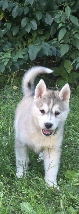 Siberian Husky wspaniałe maluchy!