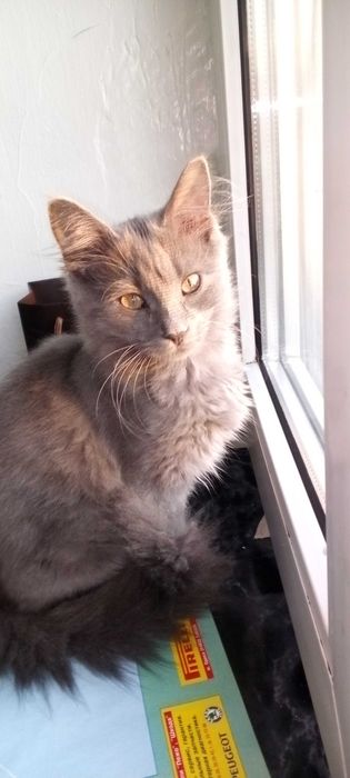безкоштовно віддам кошенят