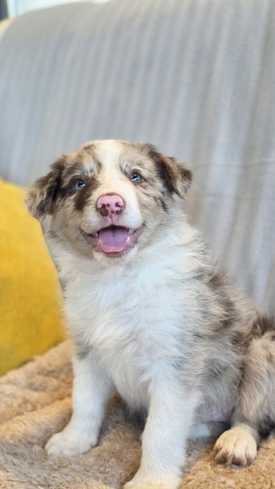 Border Collie Red Merle Macho (Olho azul e verde)