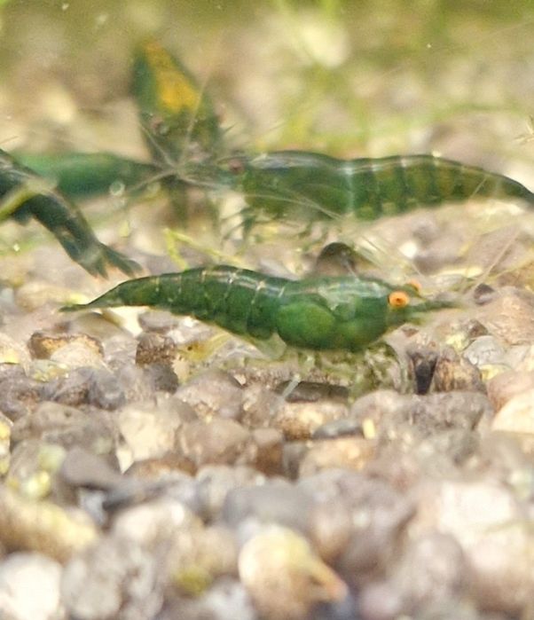 Krewetki Neocaridina Orange Eye Green Jade