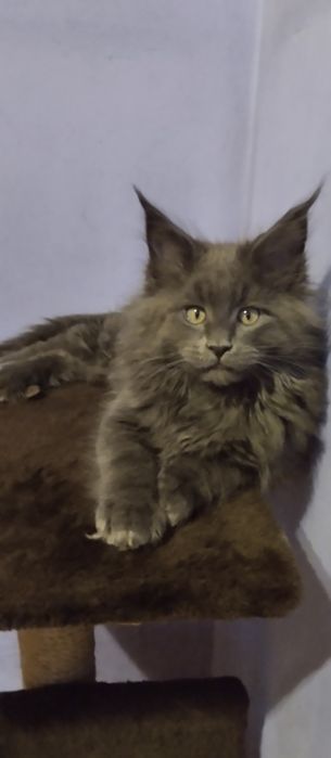 Мейн Кун хлопчик голубий солід  2,5 місяці