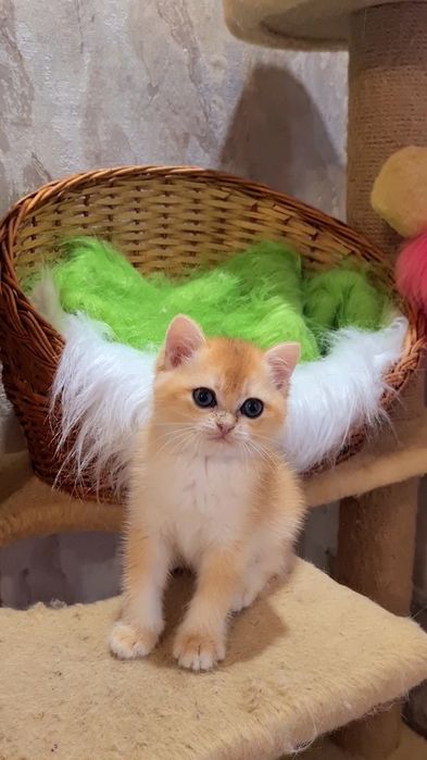 Яркие крутые малыши золотая шиншилла