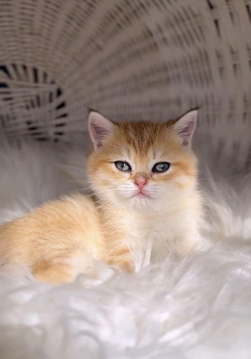 Кукольний котик шотландець