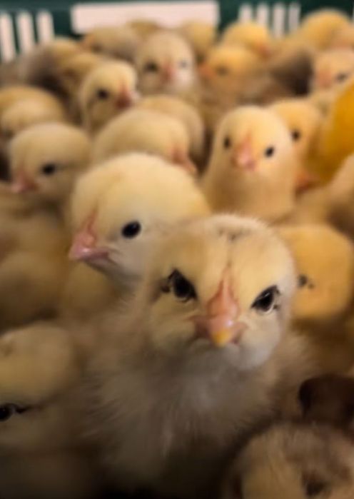 Курчата добові Волочиськ: мастєр, іспанка, грізбар, редбро