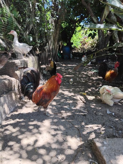 Vendo animais de Quinta (Patos mudos de criação, garnisos)