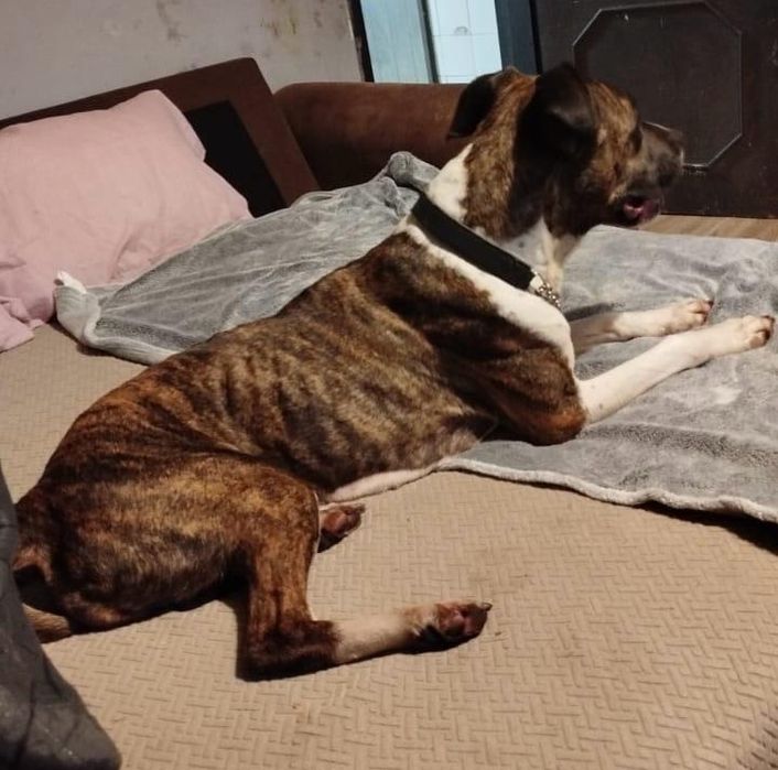 Cadelinha raçada de pitbull