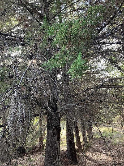 24 hectares de Cupressus para abate