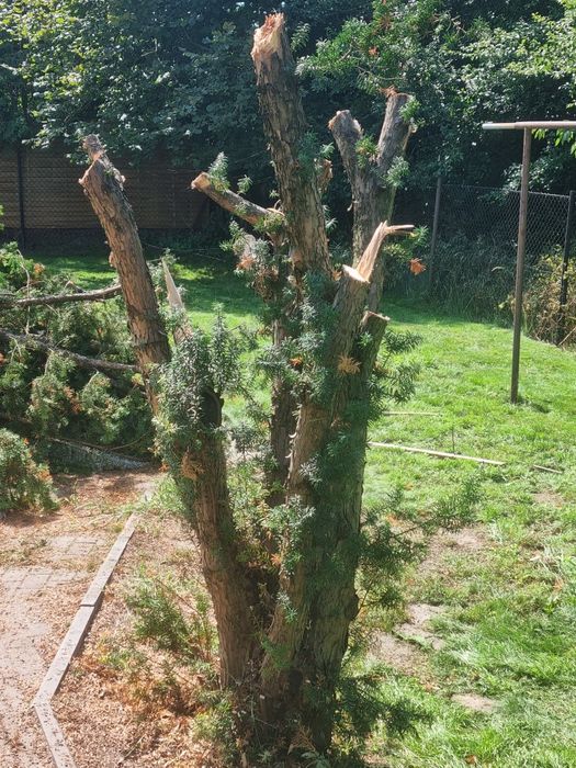 Oddam za darmo drzewo
