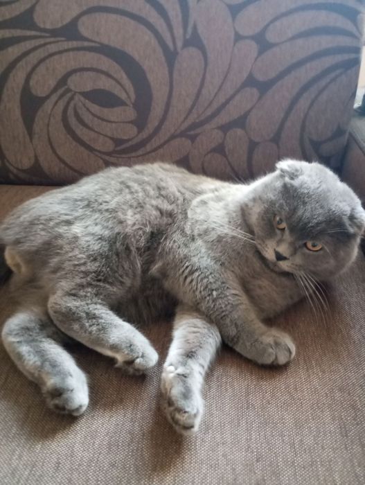 Шотландський кіт для вязки