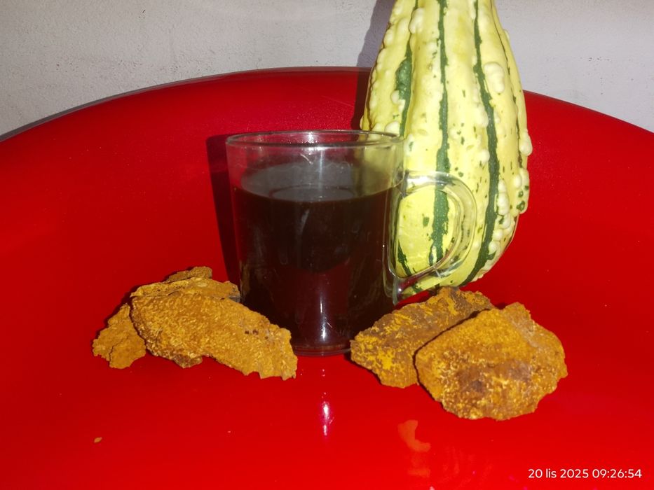 Grzyb chaga  błyskoporek podkorowy