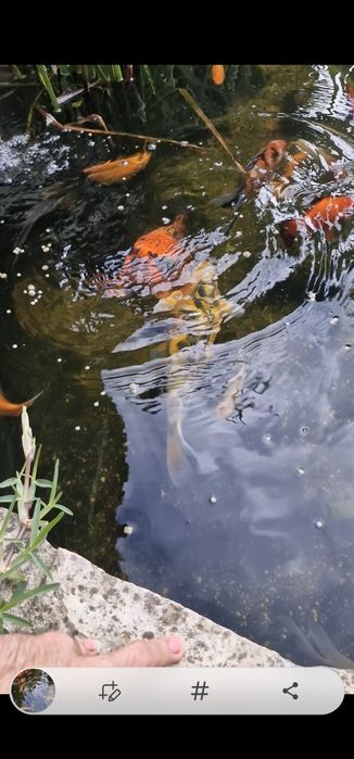 Peixes Cometas e pimpões