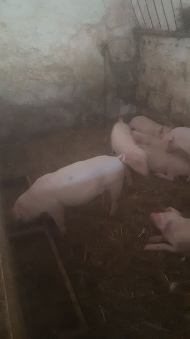 Sprzedam prosięta