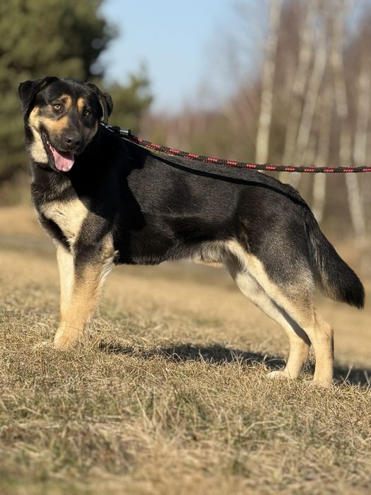 Piesek do Adopcji