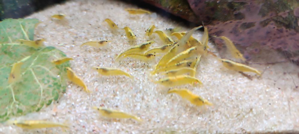 Krewetki yellow neon