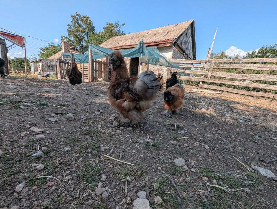 Кури Китайська Шовкова