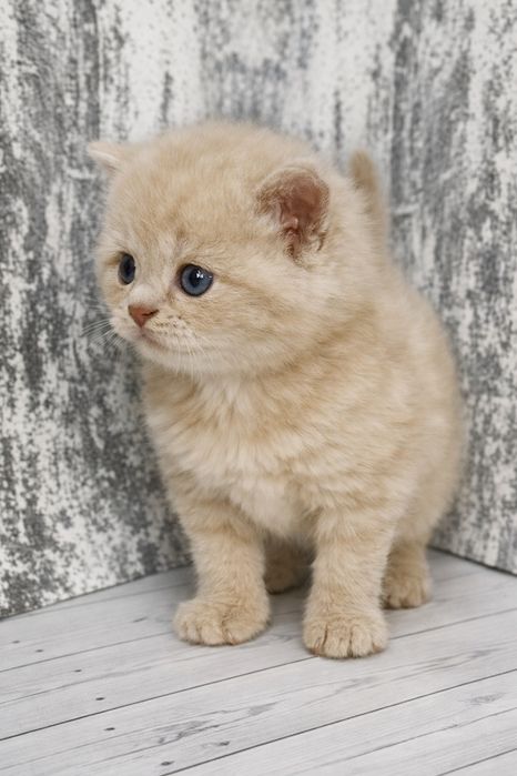Шотландські кошенята (Scottish Fold / Straight)