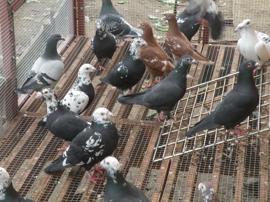 gołębie mulemansy, tygrysy