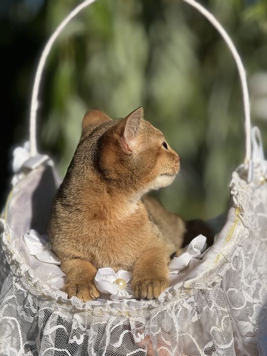 Лагідний та ніжний хлопчик