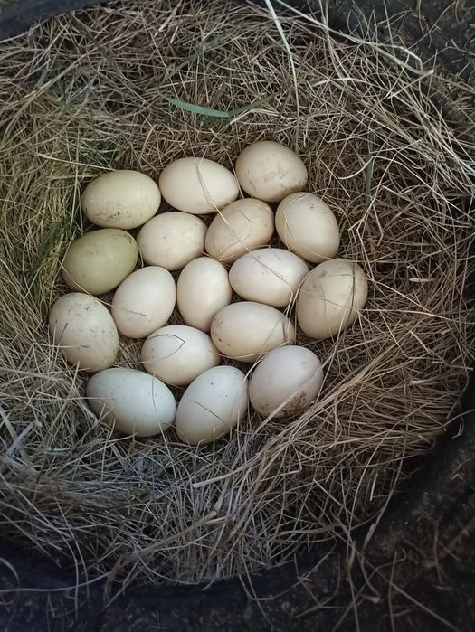 Індокачки,Шипуни,Яйця качині,Мускусні