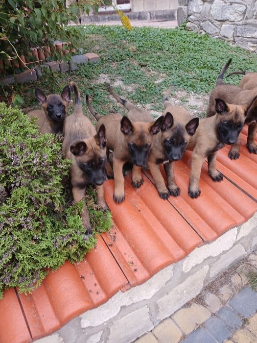 Szczenię owczarek belgijski malinois
