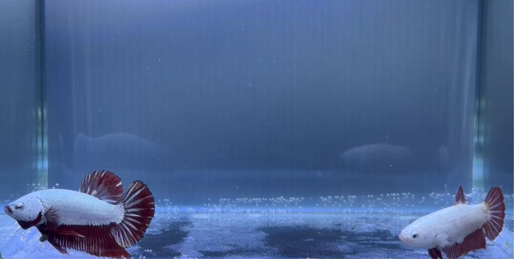 Casal Betta Red Dragon