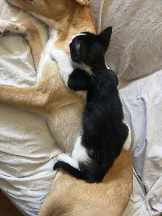 Gata para adoção