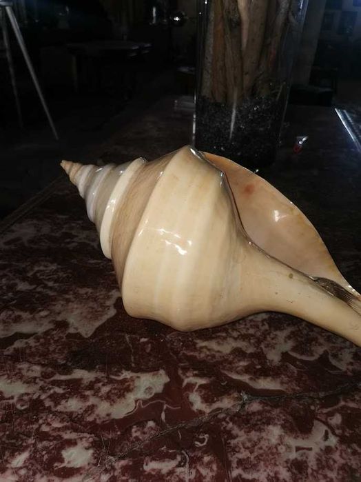 Búzios verdadeiros