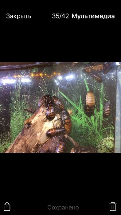 Мадагаскарский таракан