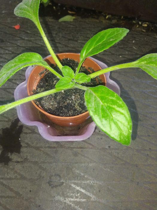 Примулина ( хирита )