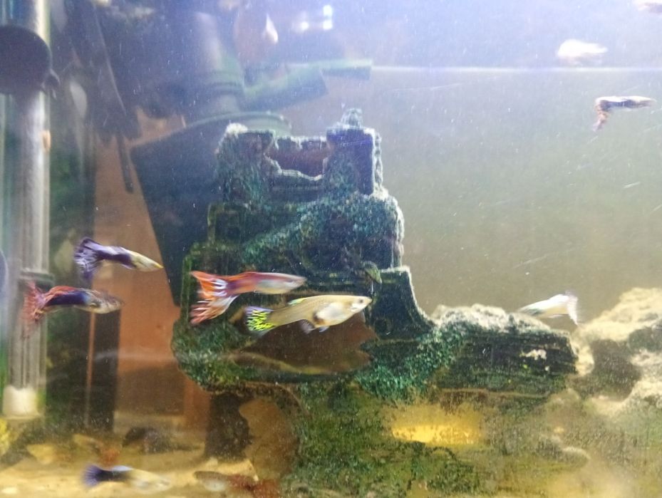 Sprzedaż rybek gupików