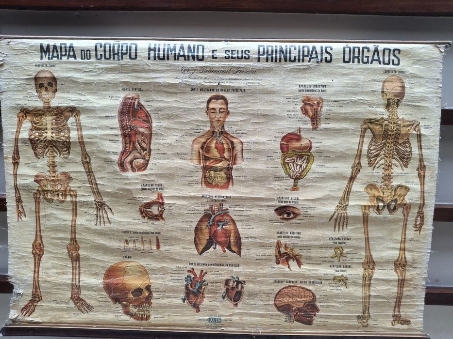 Mapa corpo humano