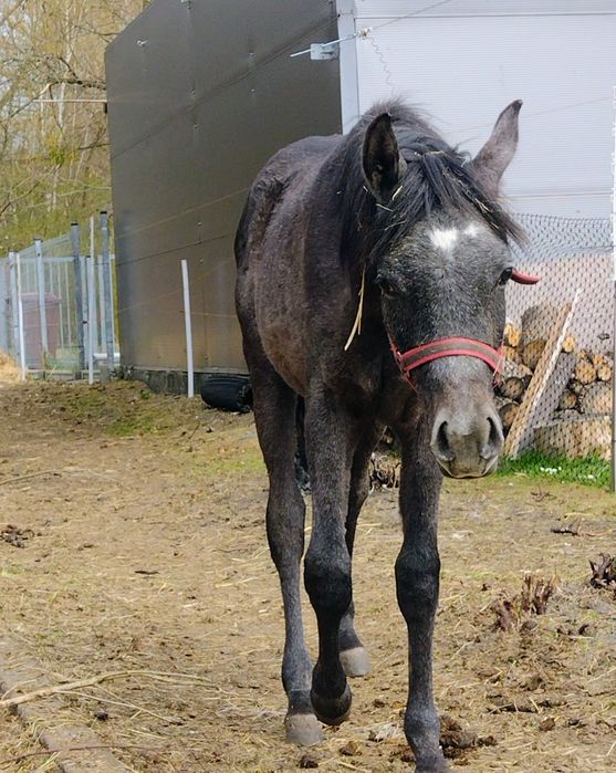 Ogier arabski 1,5 roczny