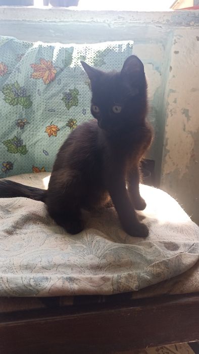 Кошенята бескоштовно