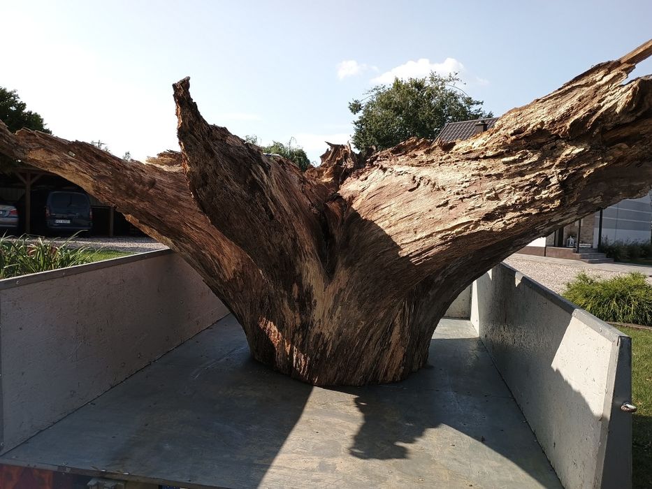 Sprzedam korzeń dębowy ozdobny