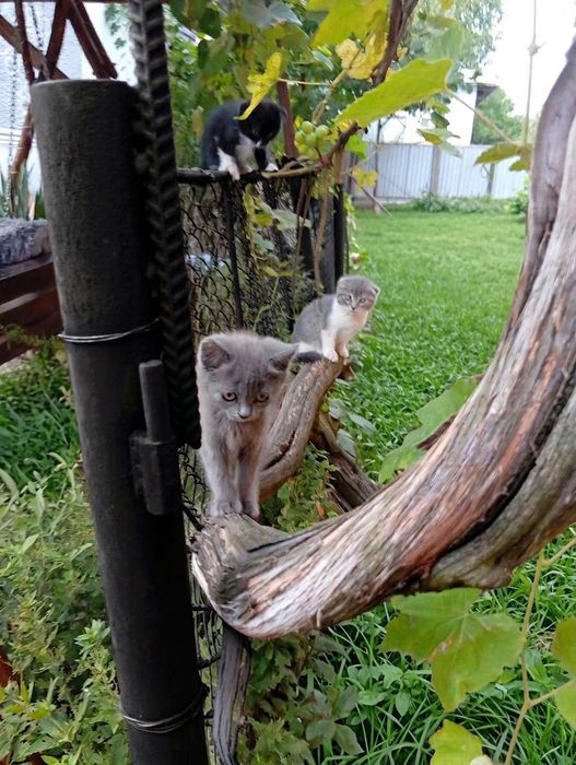 Кошенятка шотландські