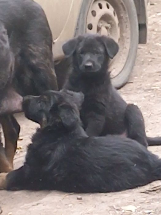Продам щенков немецкой овчарки,1,5 месяца
