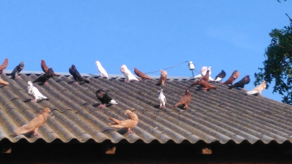 Gołębie, Stawaki, Sztaficery, Garłacze