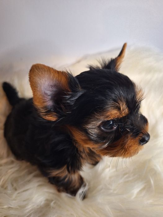 Yorkshire terrier malutki cudowny chłopczyk
