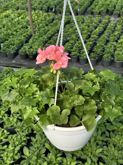 Пеларгонія, герань