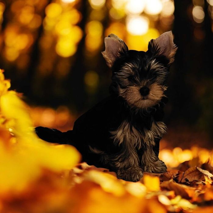 Chłopczyk York ZkwP Fci