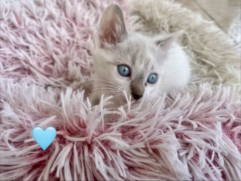 4 gatinhos disponíveis para adoção responsável.