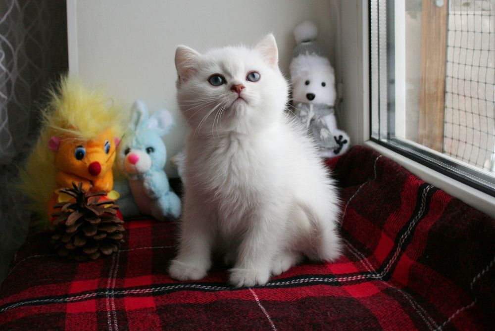 Британские котята шиншиллы купить